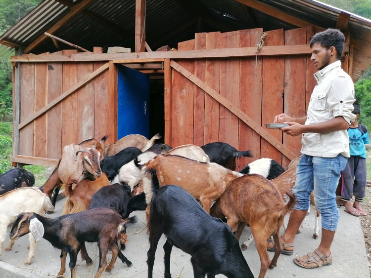 विदेशबाट फर्किएर व्यवसायिक बाख्रापालन गर्दै कालीमाटीका किसान 