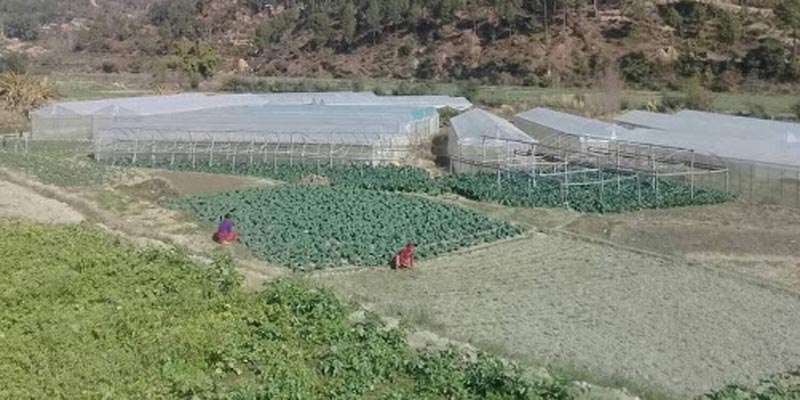 सल्यानका किसान मोबाइल, इन्टरनेटबाट जानकारी लिएर तरकारी खेती गर्दै 