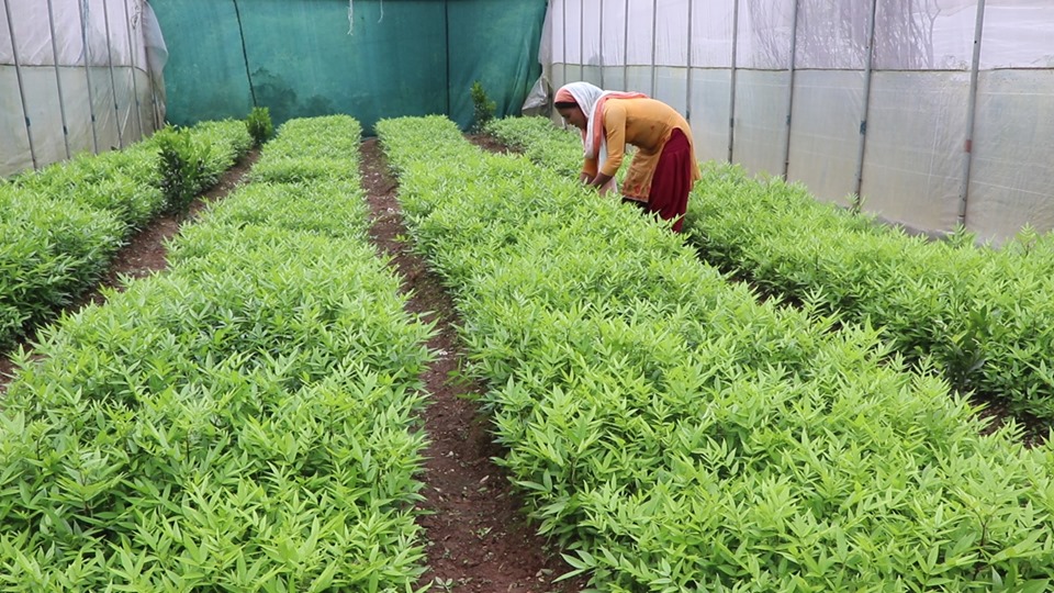 सल्यानमा फलफुलका विरुवा विक्रीबाट पाँच करोड रुपैयाँ बढी आम्दानी