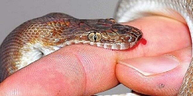 सल्यानमा सर्पले  टोक्दा बालकको मृत्यु 