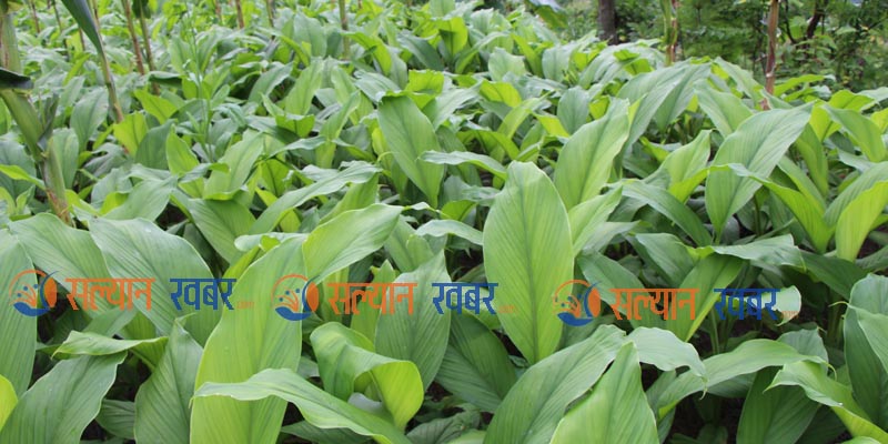 अन्न छाडेर अदुवा, बेसार खेती तिर सल्यानका किसान 