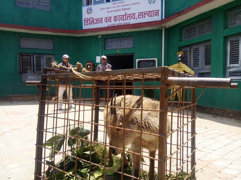जंगली वन्यजन्तु बस्तीतिर पस्दै  