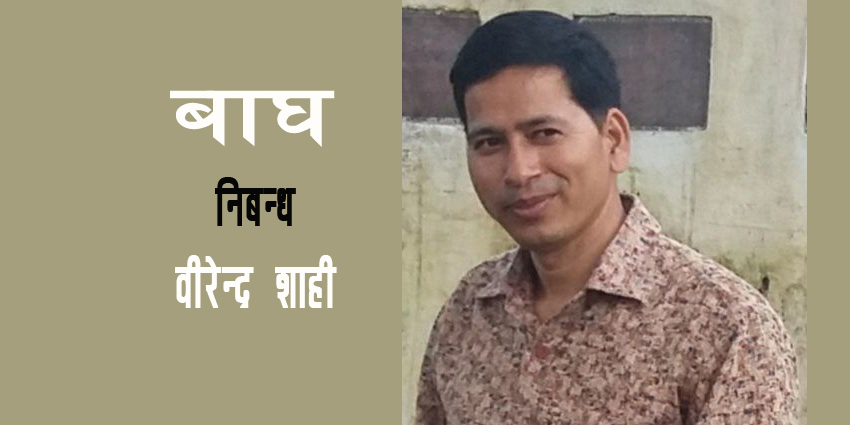 बाघ 