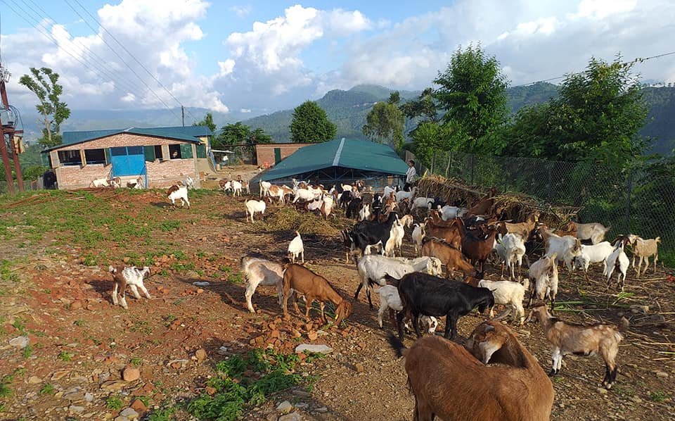 बाख्रा पालनमा सल्यानका किसानको आकर्षण