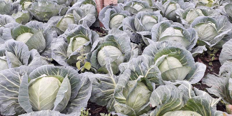निषेधाज्ञाका कारण तरकारी बिक्री नभएपछि सल्यानका किसानमा समस्यामा