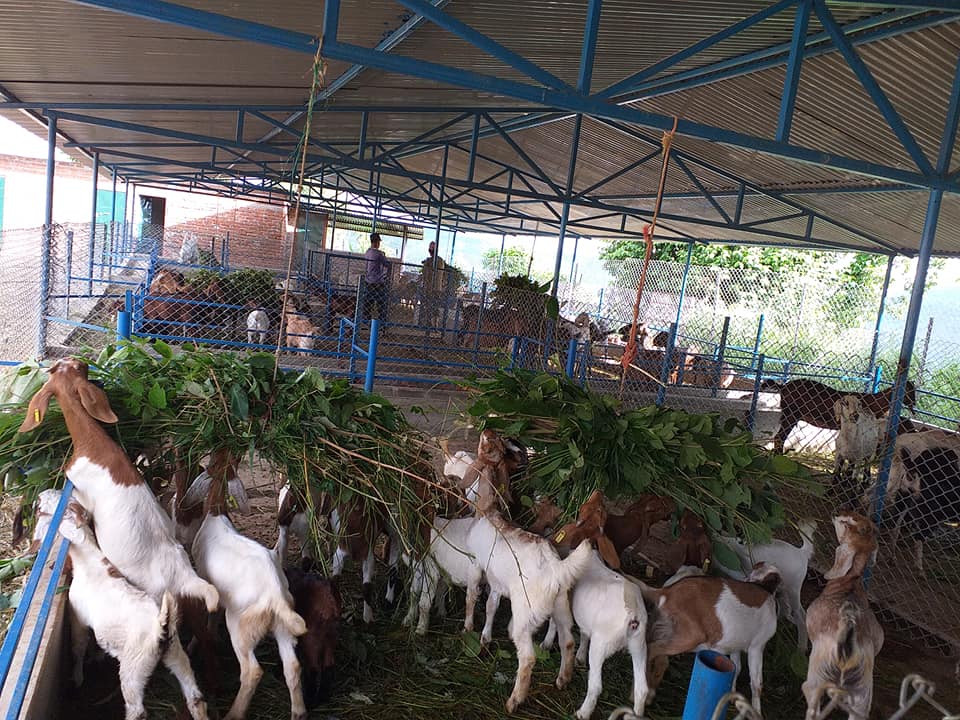 अण्डा र खसी बोकामा अनुदान पाएपछि उत्पादन बढाउँदै सल्यानका किसान 