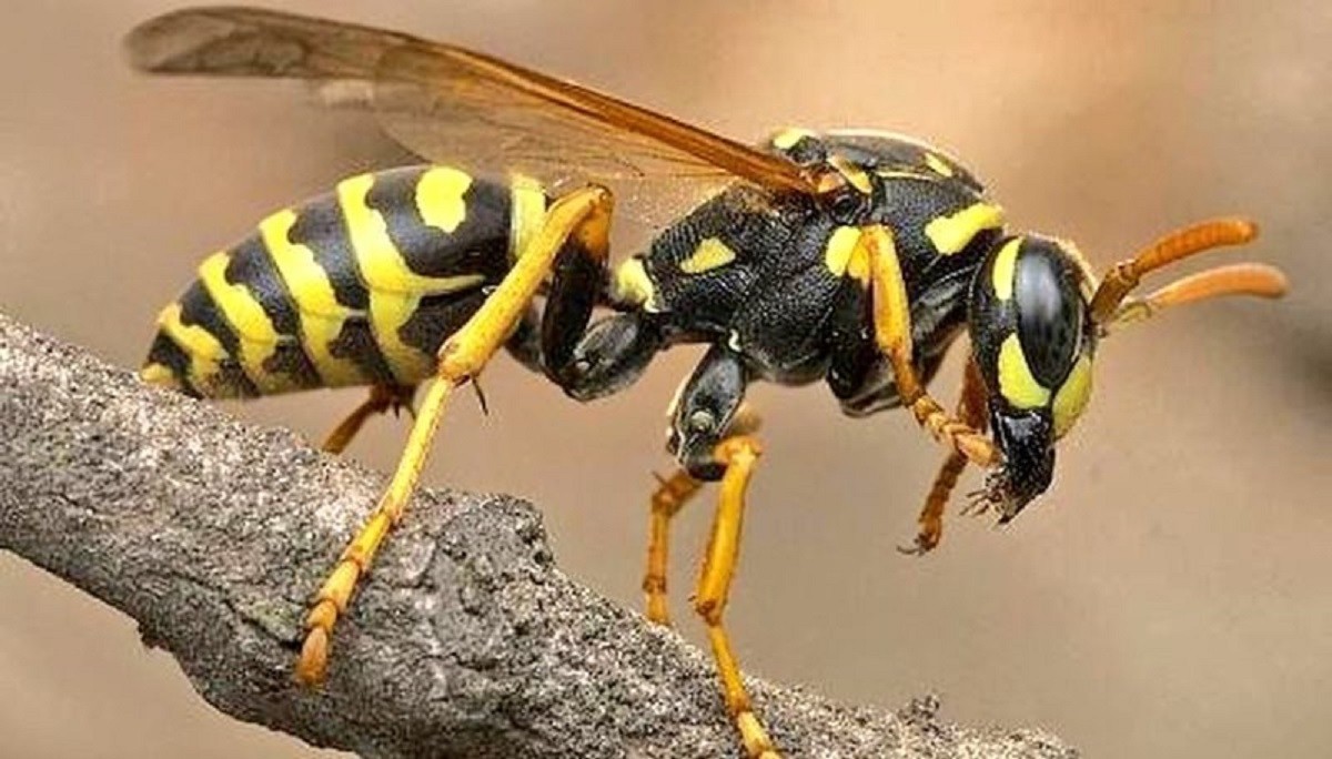 सल्यानमा अरिङ्गालको टोकाइबाट बालकको मृत्यु 