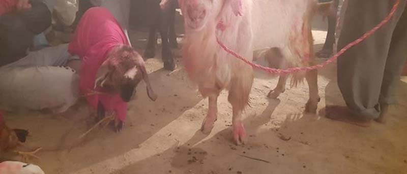 कोरोना भाइरस आउन नदिन भन्दै मन्दिरमा बली 