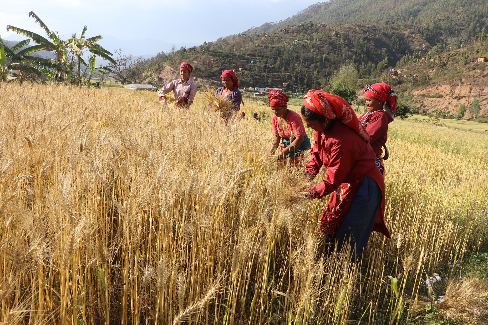 अर्मपर्मले थेगेको सल्यानको खेती