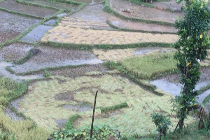 सल्यानका धान डुबान किसानले पाएनन् राहत