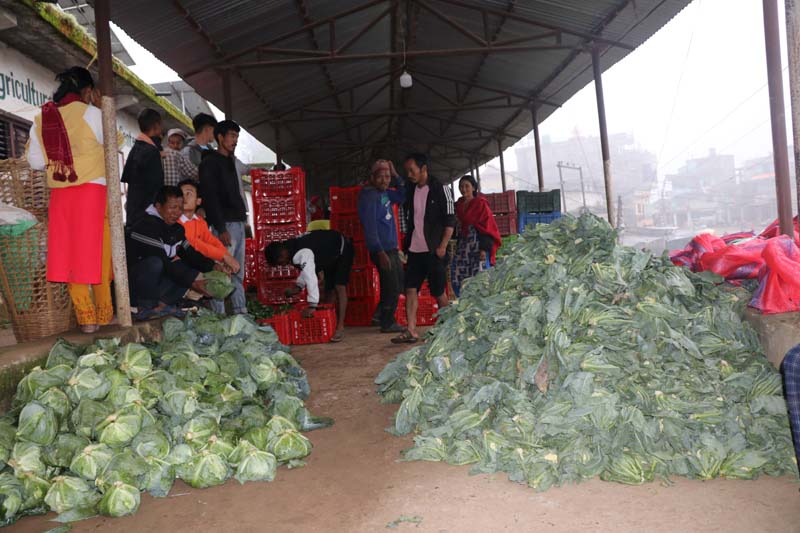 बन्दागोभीले मूल्य पाउँदा सल्यानका किसान उत्साहित 