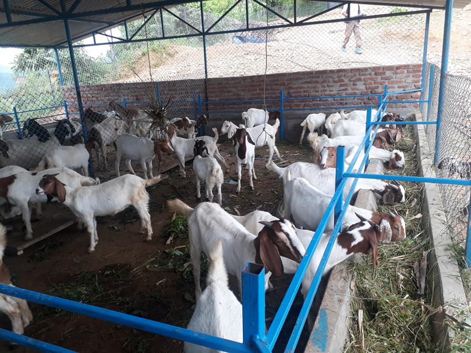 सल्यानमा पाँच करोड लगानीमा सामूहिक बाख्रापालन