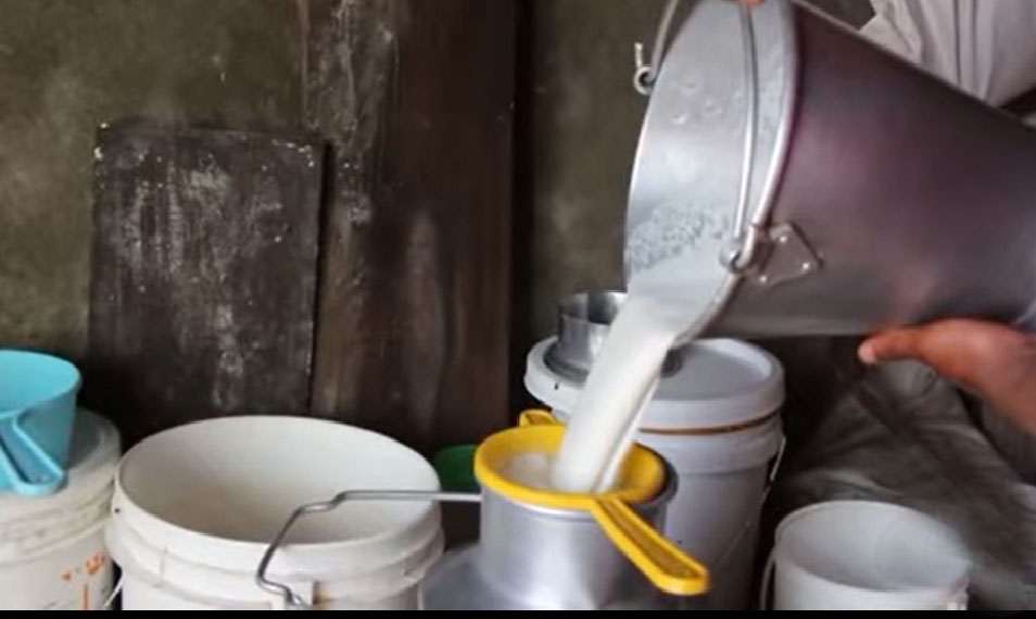 सल्यानमा झण्डै २ करोड लिटर दूध उत्पादन