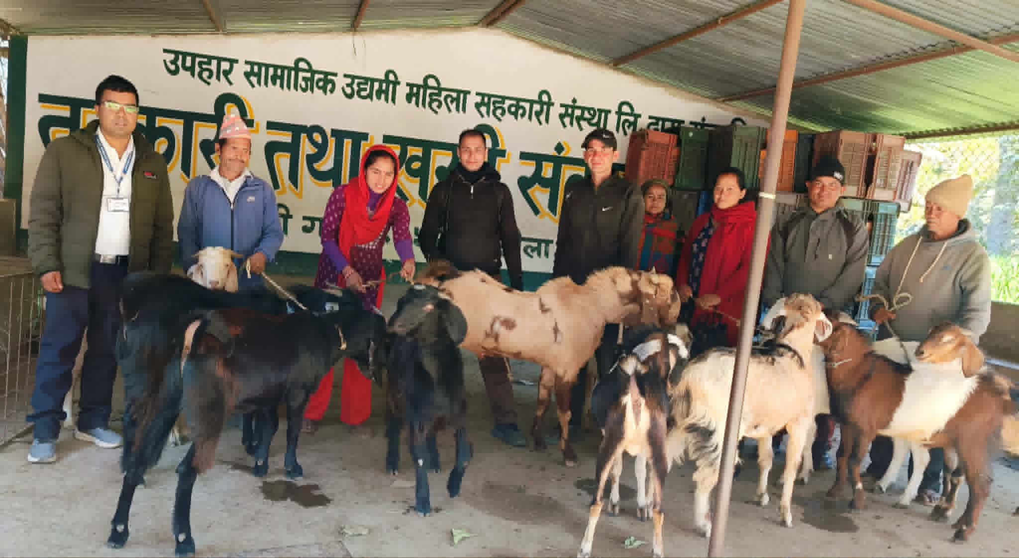सल्यानमा एउटै पालिकाबाट साढे करोड बढीको खसी बिक्री 
