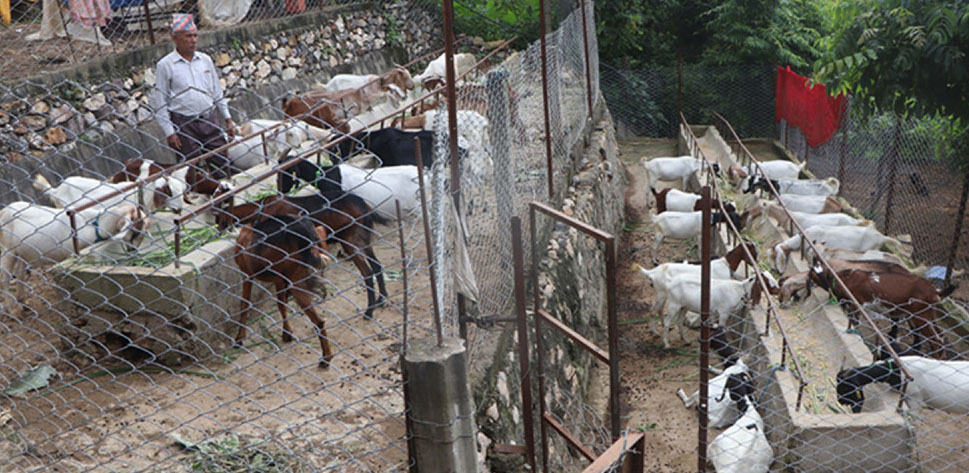 फोनबाटै सल्यानमा बाख्रा बिक्री वितरण 