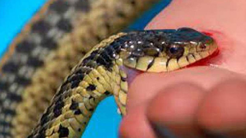 सल्यानमा सर्पको टोकाईबाट बालिकाको मृत्यु 