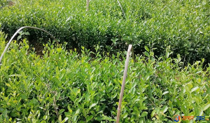 बिरुवा बिक्री नभएपछि समस्यामा सल्यानका  नर्सरी व्यवसायी