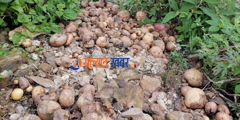 सल्यानमा लाखौंको आलु कुहियो
