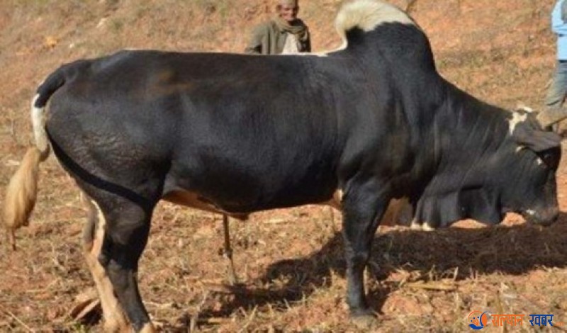 सल्यानमा गोरुको आक्रमणबाट एक जनाको मृत्यु, एक घाइते 
