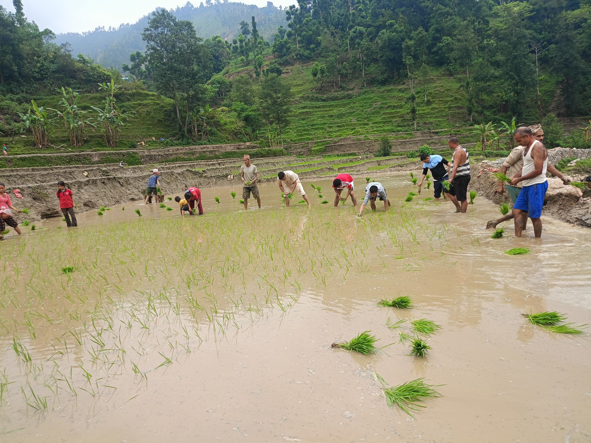 सल्यानमा ७८ प्रतिशत धान रोपाइ 