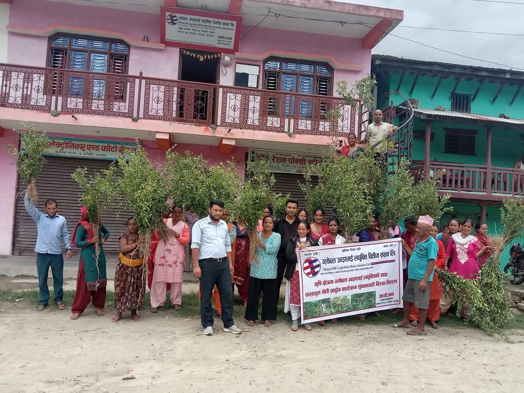 कुमाख गाउँपालिकामा सुन्तला जातका बिरुवा वितरण