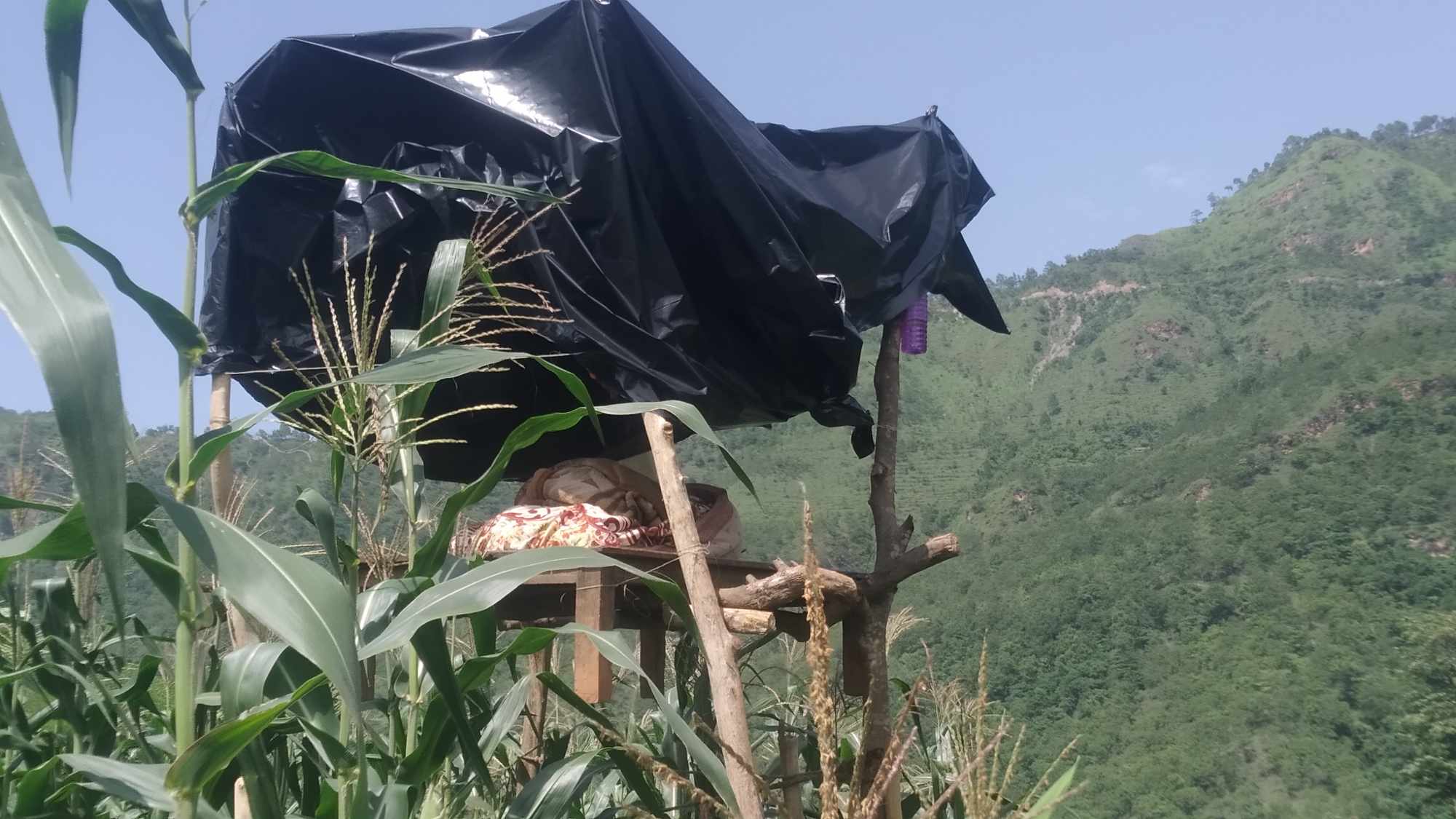 बाँदर र बँदेलबाट मकै जोगाउन सल्यानका र सुर्खेतका किसानको बारीमा बास