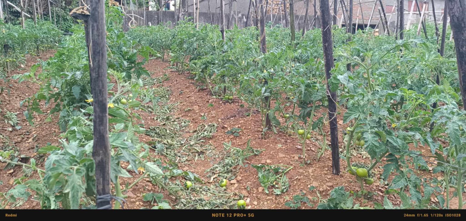 कपुरकोटमा असिना पानीले तरकारीमा ठूलो क्षति  