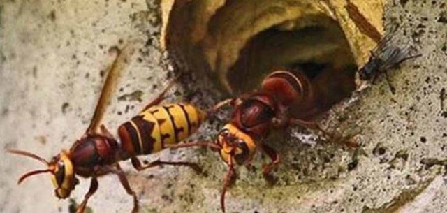 सुर्खेतमा अरिंगालको टोकाइबाट बालकको मृत्यु