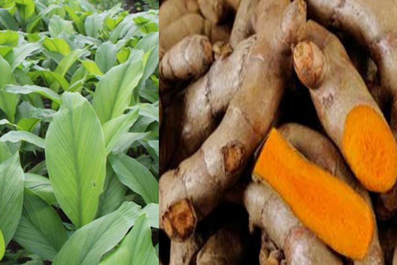 सल्यानबाट मात्रै वार्षिक तीन करोडको बेसार बाहिरिन्छ