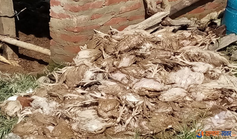 भगवती खोलाले माछा र कुखुरा बगायो, ८ लाख बढी क्षति