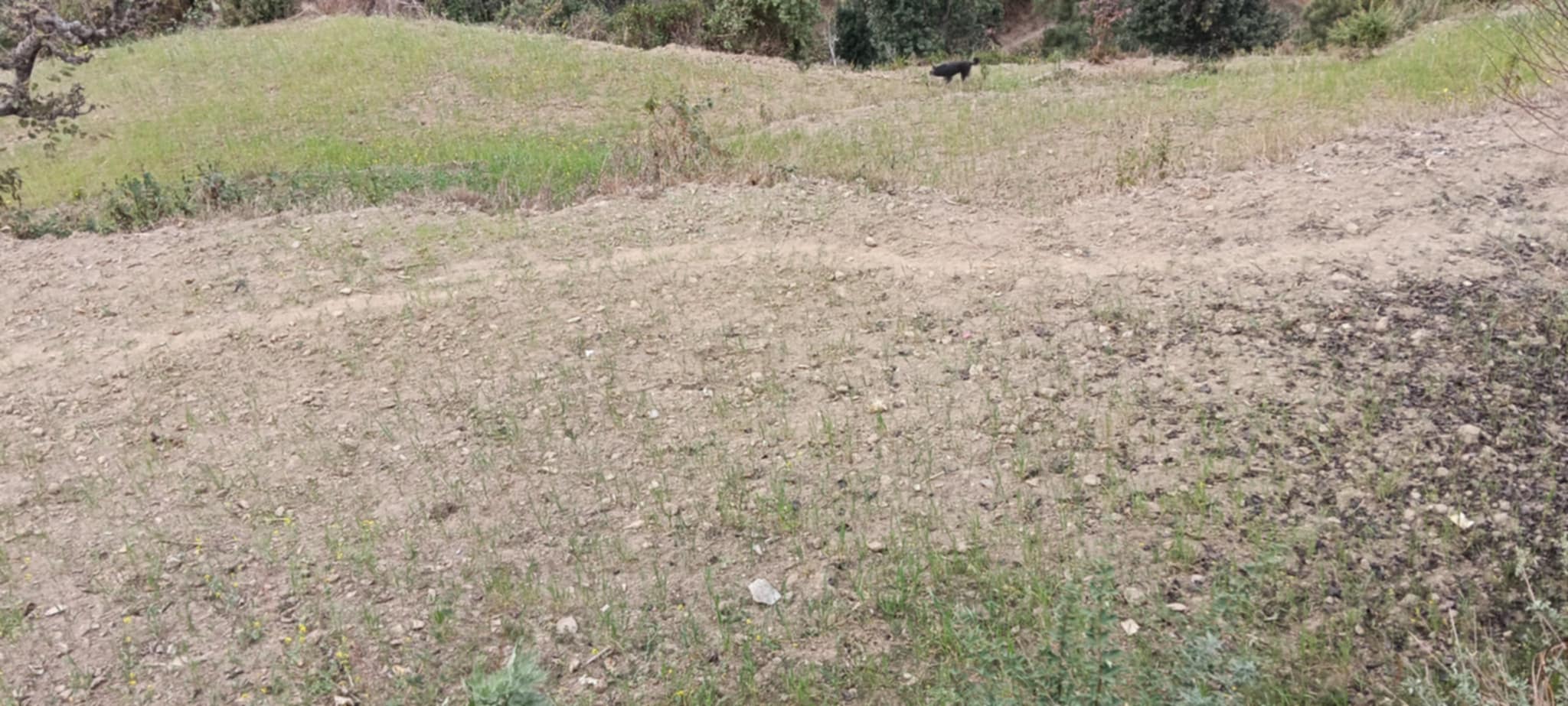 सल्यानमा लामो खडेरीले भुईमा हरायो हिउँदे बाली 