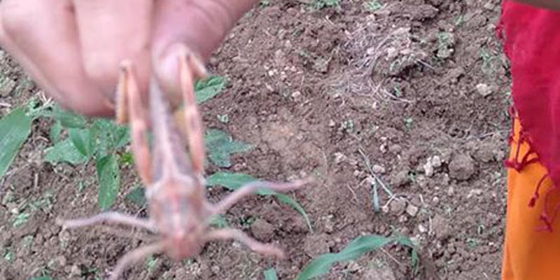सल्यानको बागचौरमा सलहको बिगबिगी