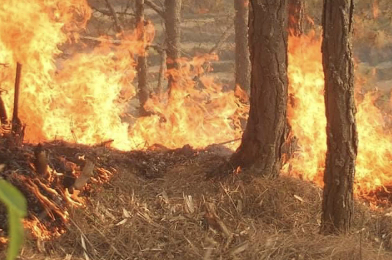 जंगलमा लागेको आगो निभाउने क्रममा एक जना गम्भीर घाइते 