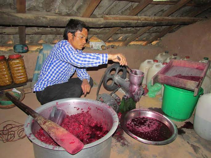 सल्यानमा लालीगुराँस नफुलेपछि जुस उद्योग संकटमा 