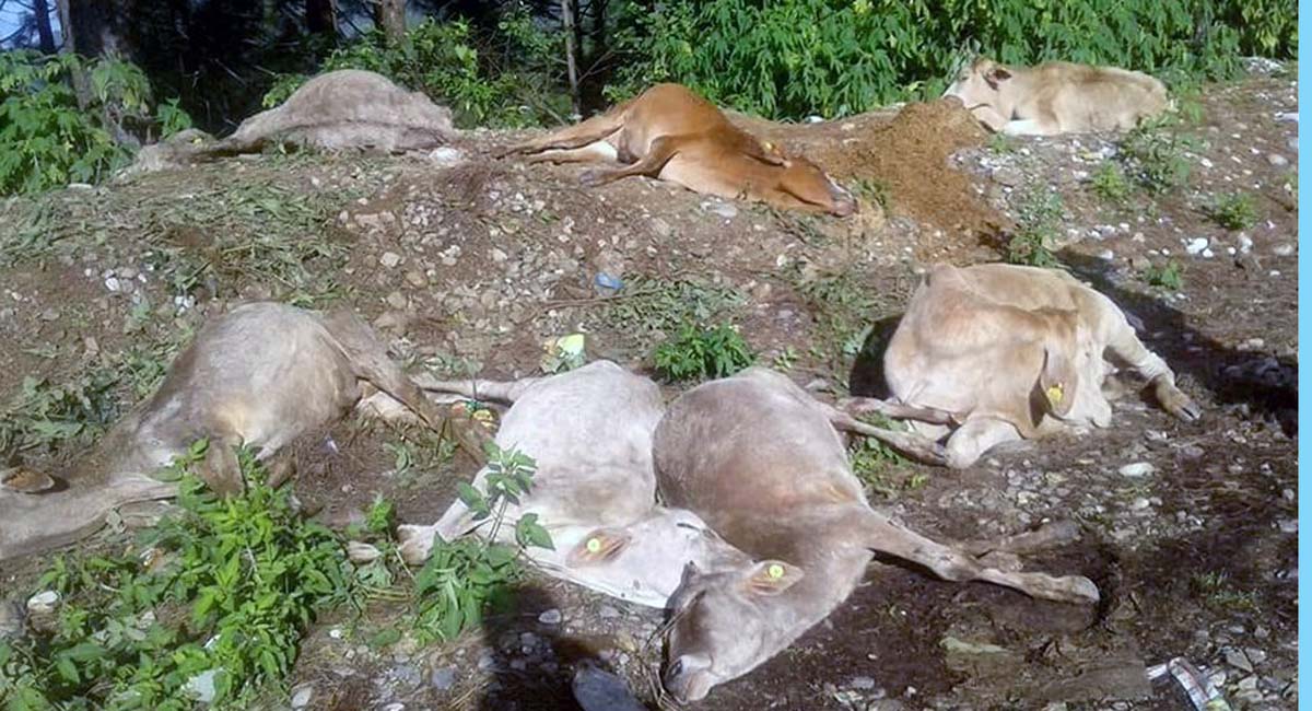 सुर्खेतमा बेवारिसे छाडिएको गाई नेपालगञ्ज फिर्ता पठाइयो
