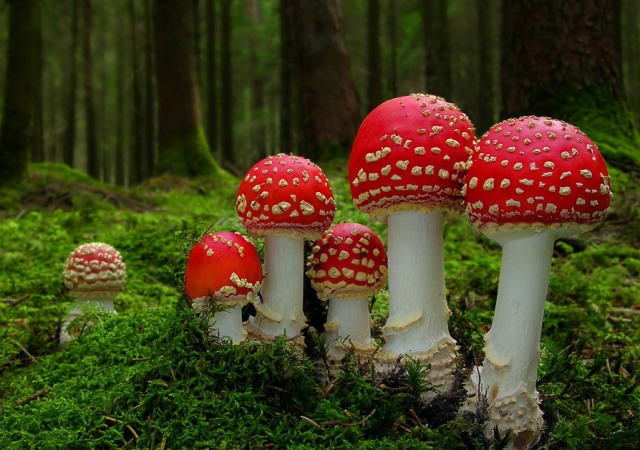 सल्यानमा जंगली च्याउ खादा बालिकाको मृत्यु