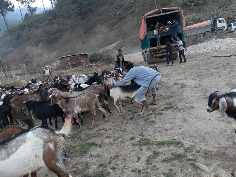 कर्णालीबाट २ अर्बको चौपाया निर्यात