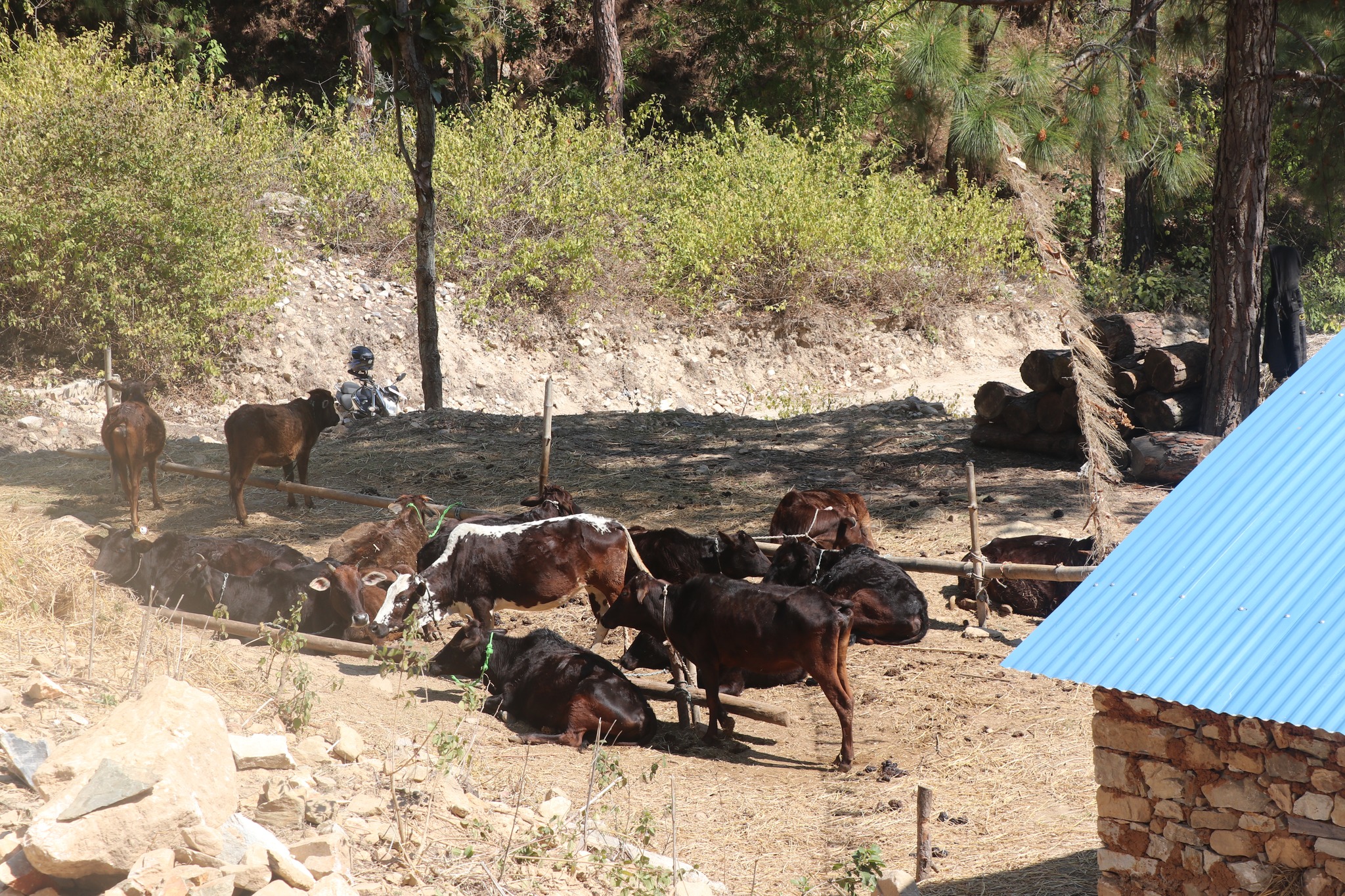 छाडा गाई व्यवस्थापन गर्दै छत्रेश्वरी गाउँपालिका