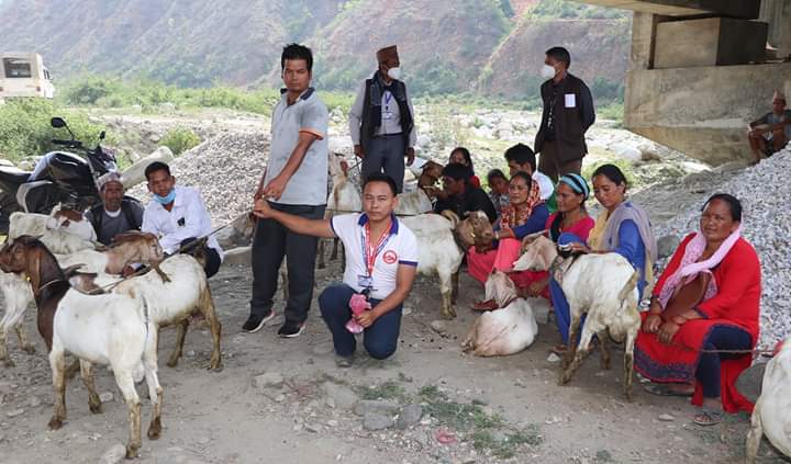 सुर्खेतको सिम्तामा वोयर जातका बोका वितरण 