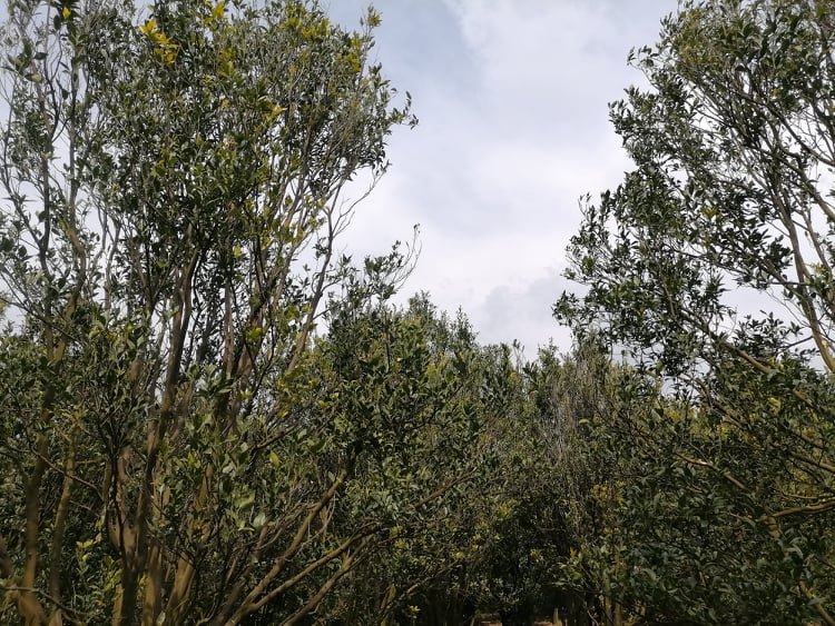 सल्यानमा सुन्तला सुक्न थालेपछि बारीमै पुगेर उपचार 