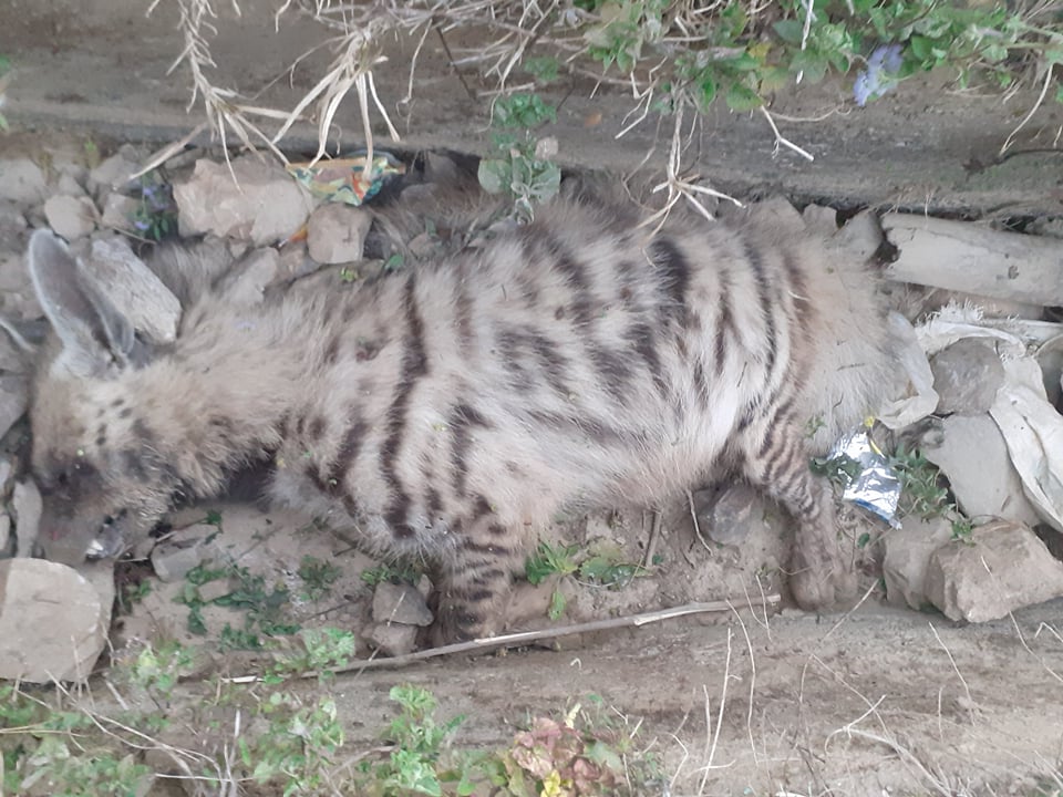 सल्यानको रेशमज्युलामा  हुँडार  मृत्त फेला 