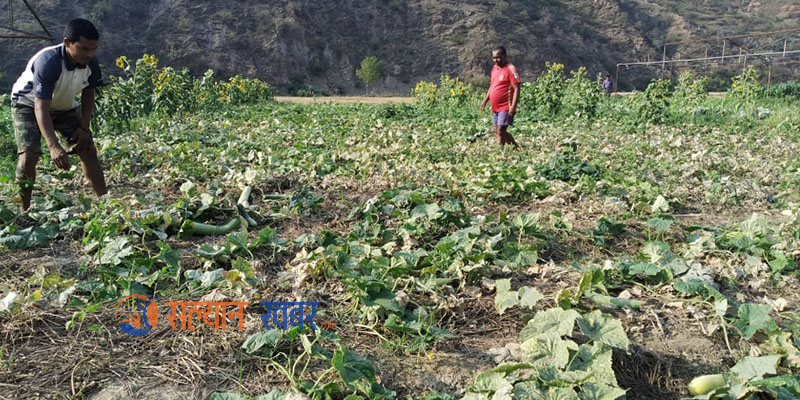 सल्यानमा लकडाउनले बारीमै कुहियो तरकारी 