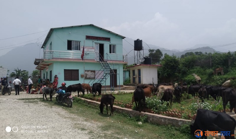 छाडा पशुचौपाया नगरपालिकाभित्र हुलेर आन्दोलनमा उत्रिएका सल्यान बनगाडका किसान
