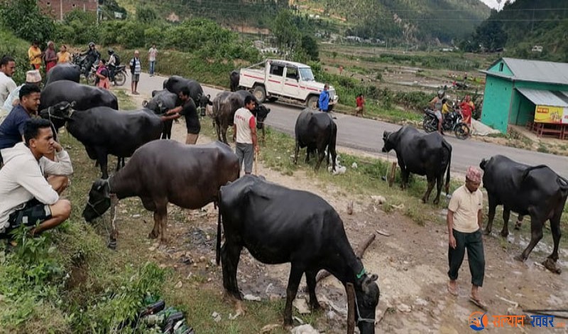  शारदा नगरपालिका ६ बरलामा उन्नत जातका भैसी वितरण