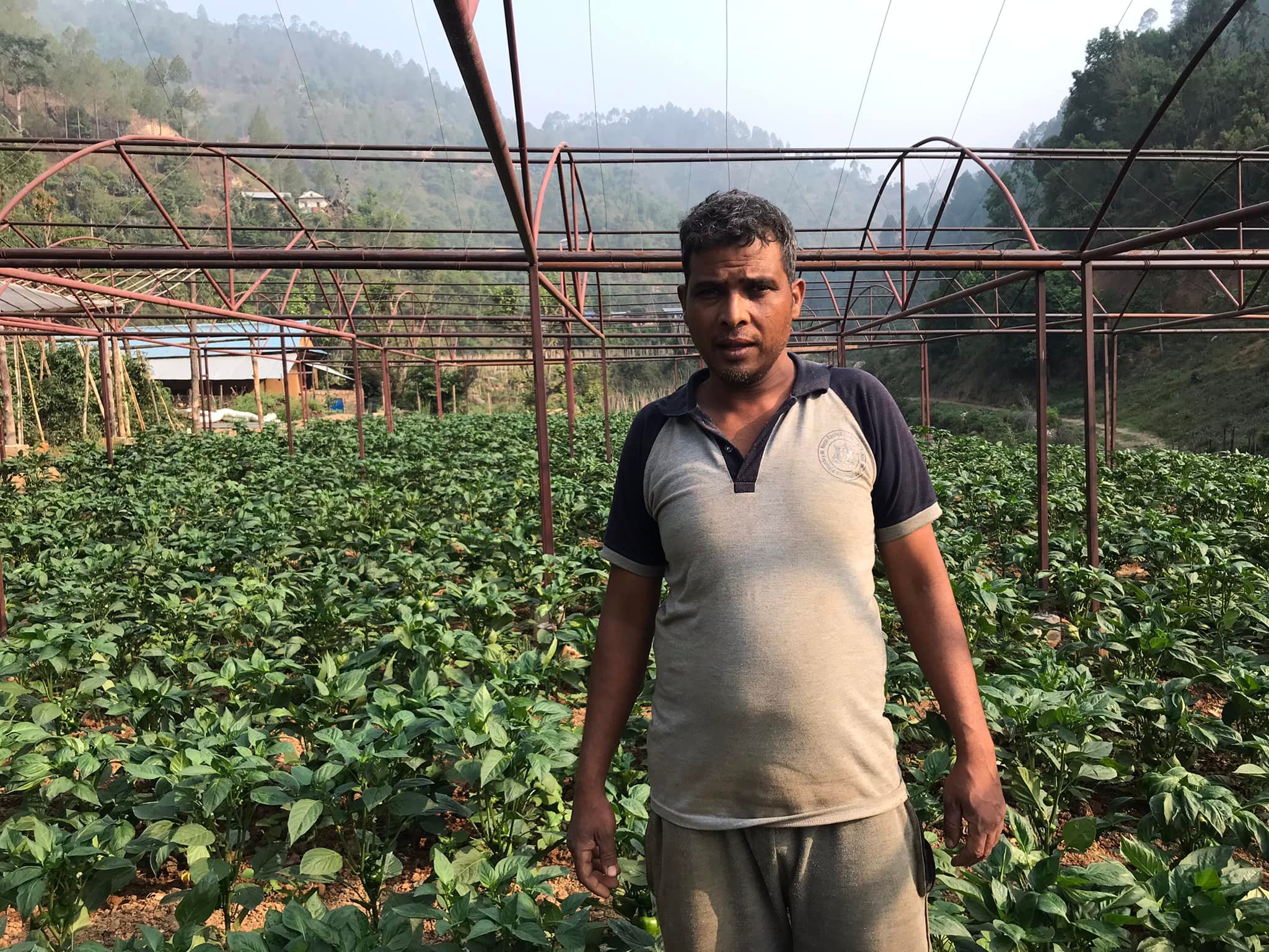 तरकारी खेतीबाट वार्षिक ९ लाख आम्दानी गर्दै सल्यान कपुरकोटका गिरी